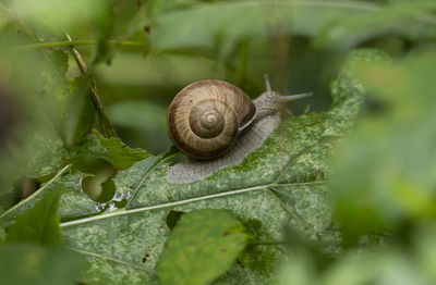 Close-up of snail on leaf