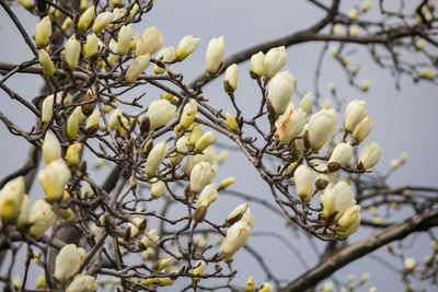 Low angle view of white flowering tree branch