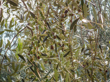 Low angle view of trees