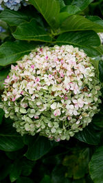 Close-up of pink hydrangea flowers