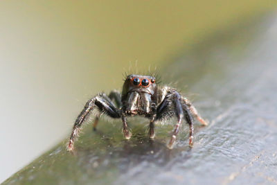 Close-up of spider