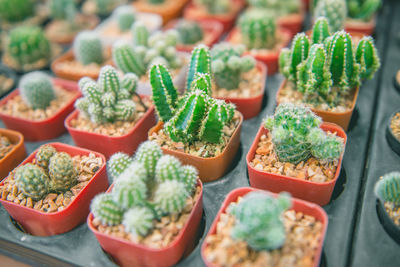 High angle view of cactus plants