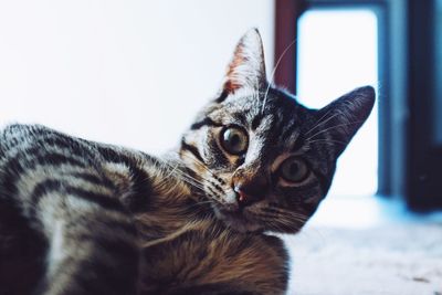 Close-up portrait of a cat looking away