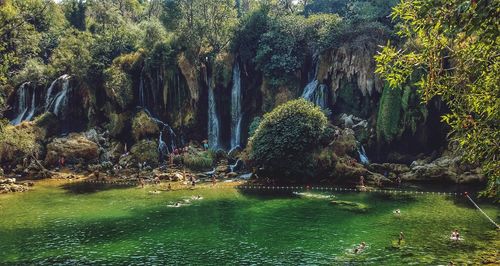 Scenic view of river amidst trees