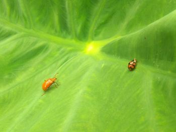 Close-up of ladybug on leaf