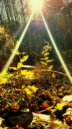 Sun shining through trees