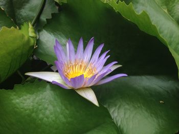 Close-up of lotus water lily in pond