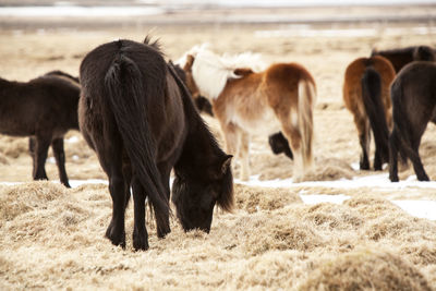 Wild herd of icelandic ponies on a meadow in spring