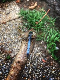 High angle view of insect on land