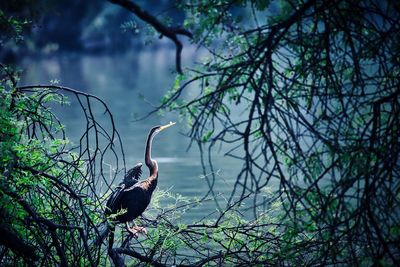 View of indian darter perching on a branch in national par