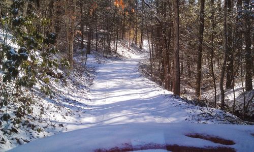 Snow covered land amidst trees in forest