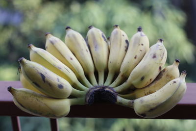 Close-up of fruits on branch