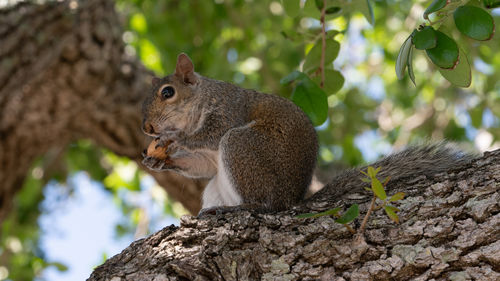 Squirrel on tree