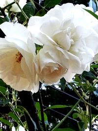 Close-up of white rose blooming outdoors