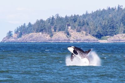 View of whale jumping out of sea