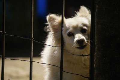 Close-up portrait of a dog