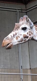 giraffe