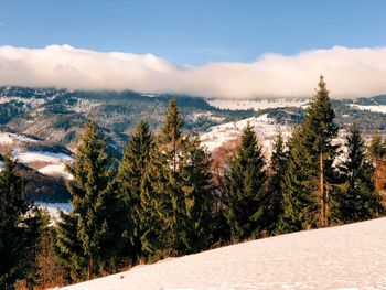 Panoramic view of pine trees against sky during winter