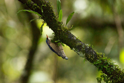 Close-up of bird perching on plant