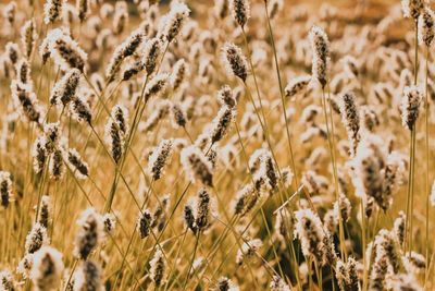 Close-up of flowering plants on field