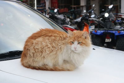 Portrait of cat in car