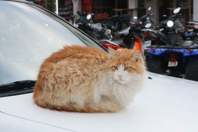 Portrait of cat sitting on car