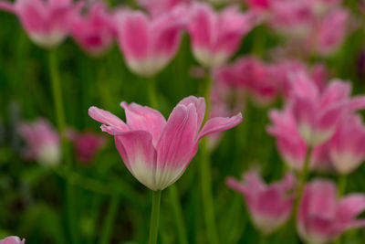 Close-up of pink tulip