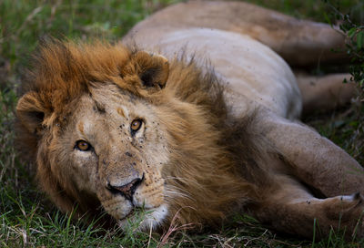 Portrait of a cat resting on field