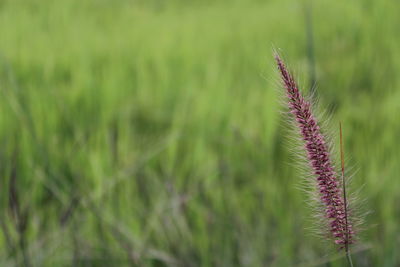 Close-up of wheat growing on field