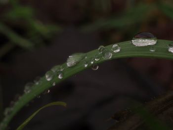 Close-up of water drops on plant during rainy season