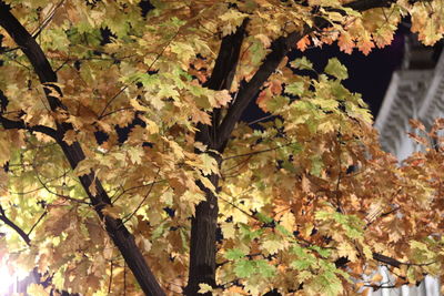 Low angle view of autumn leaves on tree