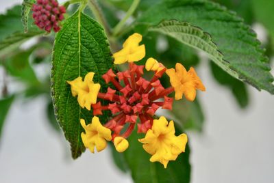 Close-up of yellow flowering plant