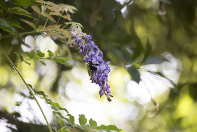 Close-up of insect on purple flowering plant