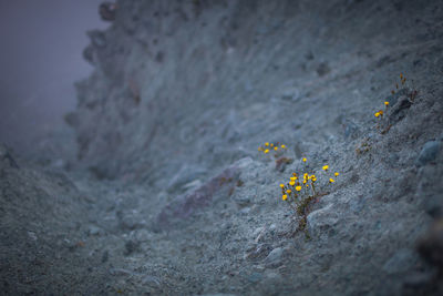 Yellow flowers on rocky mountain