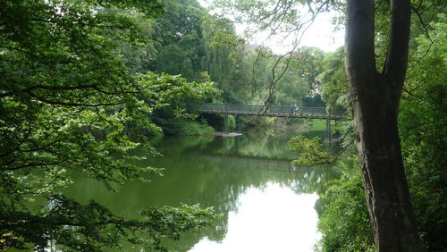 Scenic view of lake amidst trees in forest