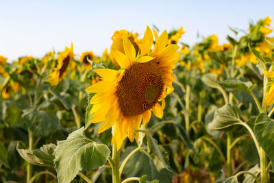 Close-up of sunflower on field against sky