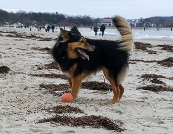 Close-up of dog