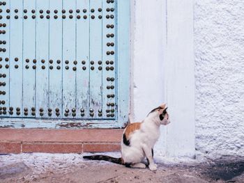 Portrait of white dog standing against wall