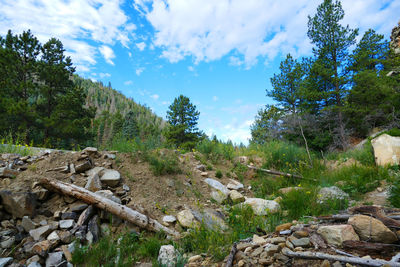 Trees on mountain against sky