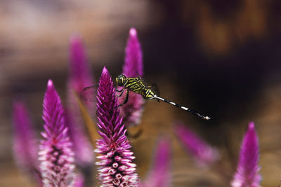 Close-up of butterfly pollinating on purple flower