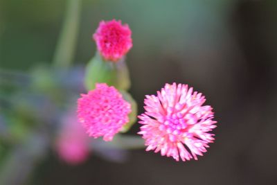 Close-up of pink flowering plant