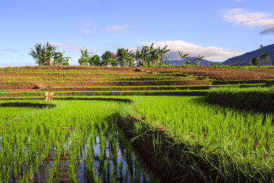 The view of farmers in the rice fields in the morning planting