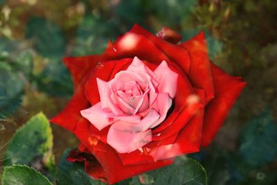 Close-up of red rose