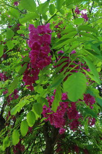 Low angle view of flowers growing on tree