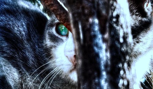 Close-up of a cat looking away