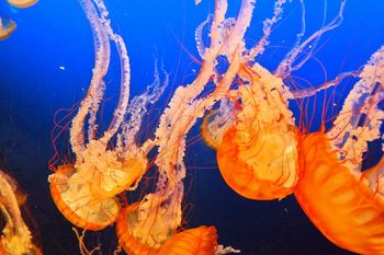 Orange jellyfishes swimming in blue sea