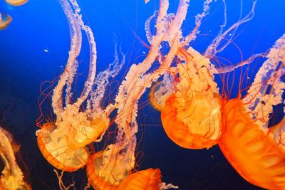 Close-up of jellyfish swimming in water