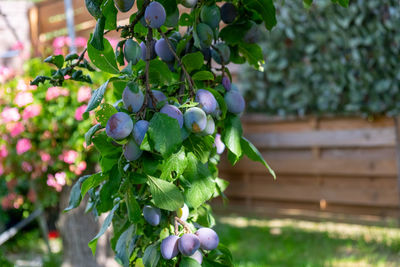 Close-up of purple flowering plant