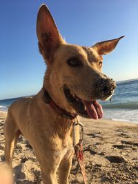 Close-up of dog on beach