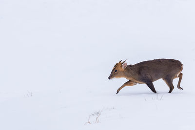 Deer in snow